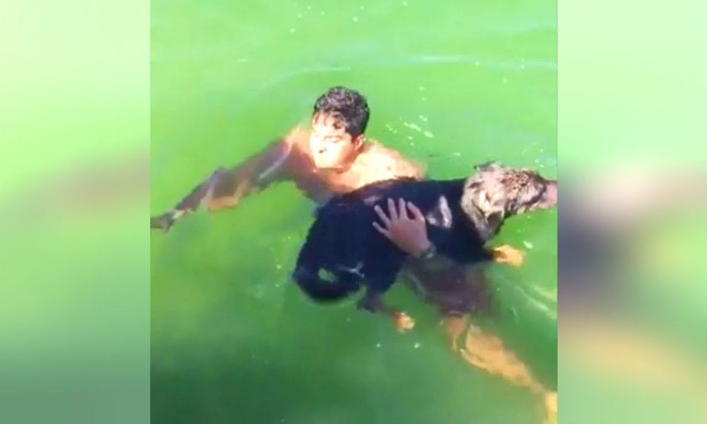 Brave Firefighter Spots a Struggling Dog in the Water and Jumps in to ...