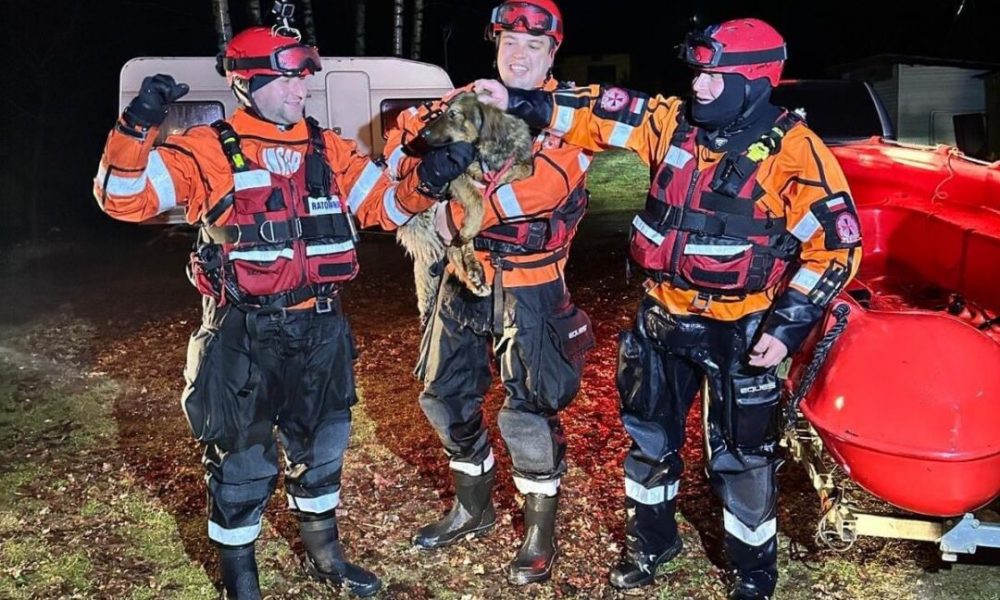 A Heartwarming Tale of Rescue: Saving Ryszard the Puppy – SoGoodly