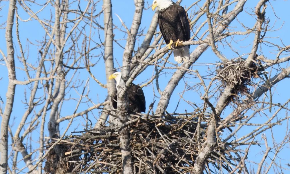 A Majestic Discovery: The First Bald Eagle Nest in Toronto – SoGoodly